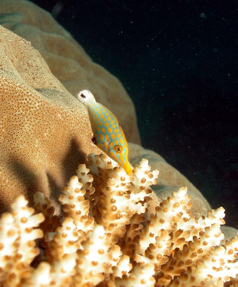 Oxymonacanthus longirostris (Pesce lima dal muso lungo)